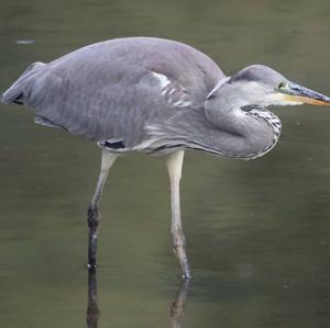 Grey Heron