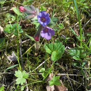 Unknown Species