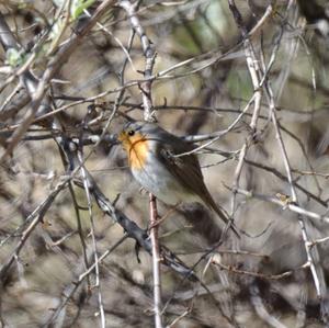 European Robin