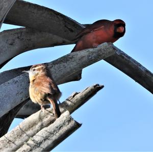 Northern Cardinal