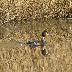 Great Crested Grebe