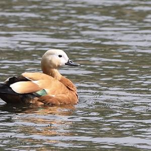 Ruddy Shelduck