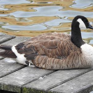 Canada Goose