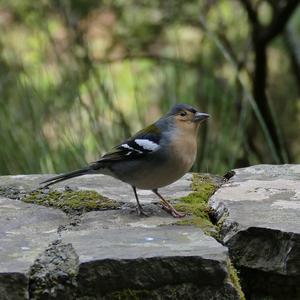 Eurasian Chaffinch