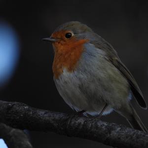 European Robin