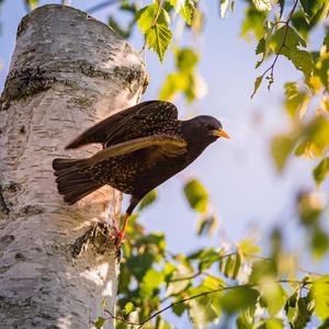 Common Starling