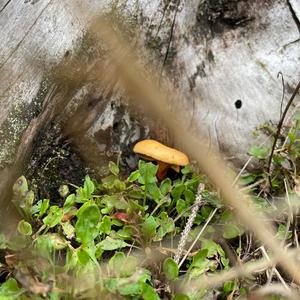 False Chanterelle