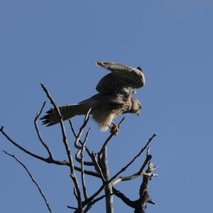 Common Kestrel