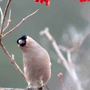 Eurasian Bullfinch