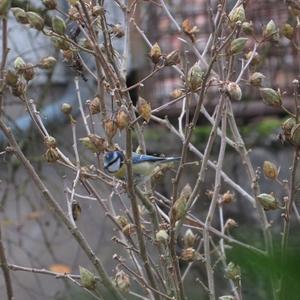 Blue Tit