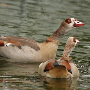 Egyptian Goose