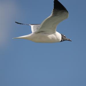 Bonaparte's Gull