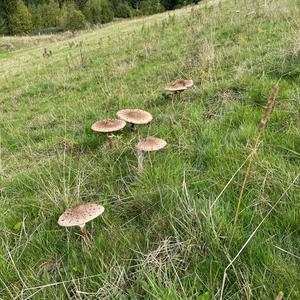 Parasol Mushroom