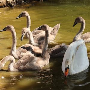 Mute Swan