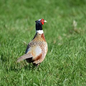 Common Pheasant