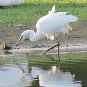 Little Egret