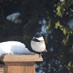 Black-capped Chickadee