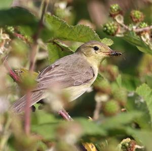 Melodious Warbler