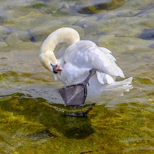 Mute Swan