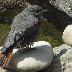 Black Redstart