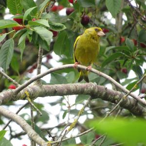 European Greenfinch