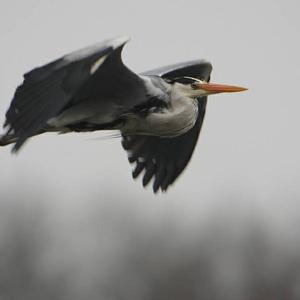 Grey Heron