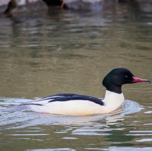 Common Merganser