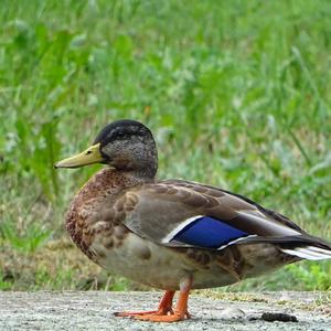 Mallard