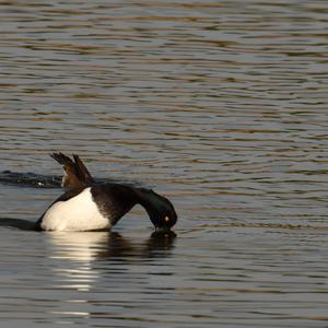 Tufted Duck