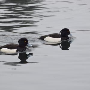 Tufted Duck