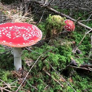 Fly Agaric