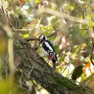 Great Spotted Woodpecker