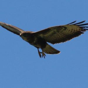 Common Buzzard