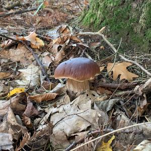 King Bolete