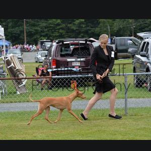 Pharaoh Hound