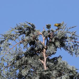 Eurasian Siskin