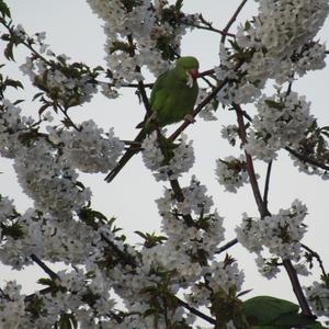 Rose-ringed Parakeet