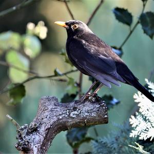 Eurasian Blackbird