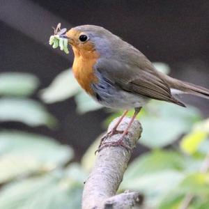 European Robin