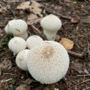 Gem-studded Puffball