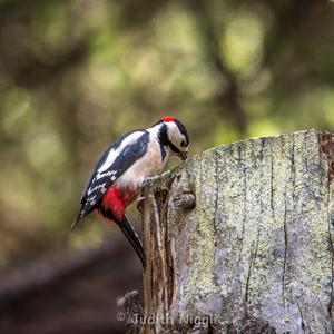 Great Spotted Woodpecker