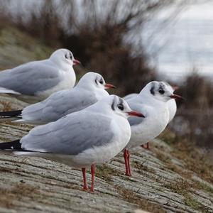 Black-headed Gull