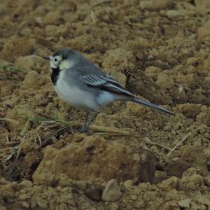 White Wagtail