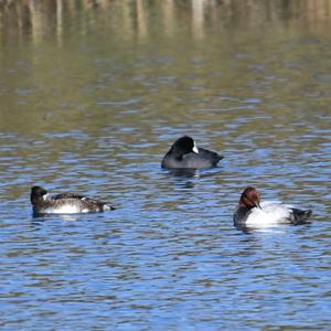 Common Pochard