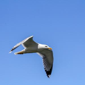 Yellow-legged Gull