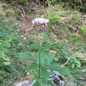 Unknown Species