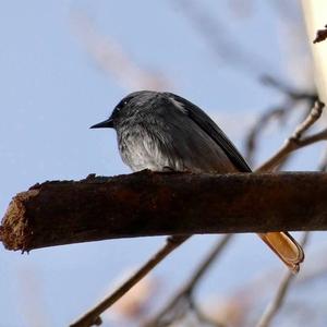 Black Redstart