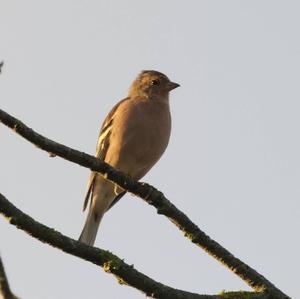 Eurasian Chaffinch