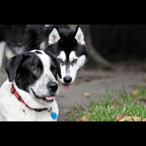 Unknown Breed