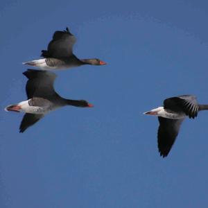 Greylag Goose